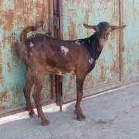 یک عدد کهره نر|حیوانات مزرعه|بندرعباس, |دیوار