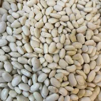 حبوبات|عمده‌فروشی|قم, باجک یک|دیوار