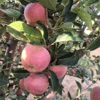 سیب قرمز