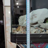 ماهی|ماهی|قم, ولیعصر|دیوار