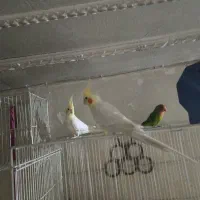 عروس هلندی