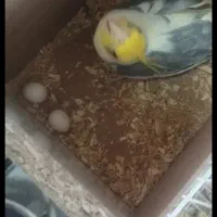 جفت عروس هلندی جفت فول دستی رو تخم|پرنده|قم, نوبهار|دیوار