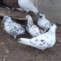 کبوتر غریبگیری|پرنده|ساوه, |دیوار