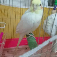 عروس هلندی سرحال