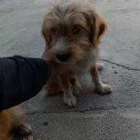 واگذاری سگ شیترو ماده