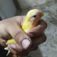 جوجه برزیلی ۳ ماهه(معاوضه)