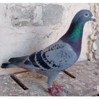 عراق 2024پرنده نر