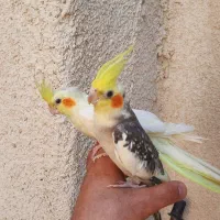 ۲جفت عروس هلندی مولد دستی سخنگو .سهره.انگشتر|پرنده|کرمانشاه, |دیوار