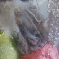 پشم گوسفندی تمیز|رختخواب، بالش، پتو|ارومیه, |دیوار