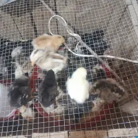 جوجه مرغ|حیوانات مزرعه|شیراز, بید زرد|دیوار