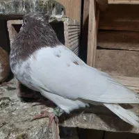 کبوتر طوقی و سینه و ساده مسافتی|پرنده|آمل, |دیوار