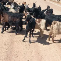 ۱۱ راس بز کهره دار جوان ترکی