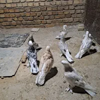 هماسرور گرمسار