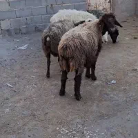 فروش ۴راس میش ابستن|حیوانات مزرعه|شیراز, گلشن|دیوار