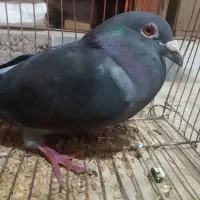 کبوتر