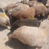 25راس گوسفند شیشک مهربانی آبستن