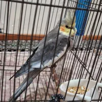 عروس هلندی|پرنده|اردبیل, |دیوار