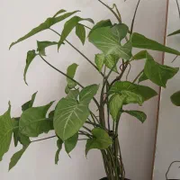 گل زیبا و شاداب