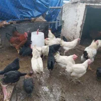 مرغ وخروس قربونی بصورت آنلاین|حیوانات مزرعه|تهران, امیر بهادر|دیوار