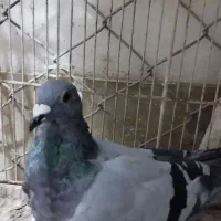 گرفتنی،مسابقات مسافتی|پرنده|مشهد, پادگان شهید برونسی|دیوار