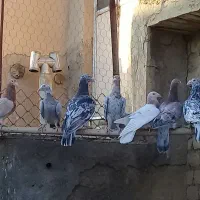 کبوتر نامور|پرنده|قزوین, |دیوار