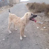 توله سگ خراسانی و قهدریجانی. کوچوک|سگ|مشهد, خلق آباد سفلی|دیوار