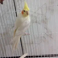 عروس نر|پرنده|نیمروز, |دیوار