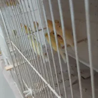 ۲جفت قناری درجه ۱