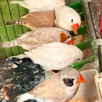 فنچ زبرا نروماده سالم وسلامت