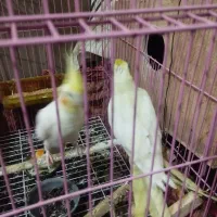 عروس هلندی با تمام لوازم و قفس بزرگ