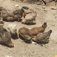 مرغ و جوجه خروس