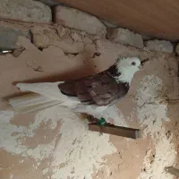 گرفتنی خوشگل