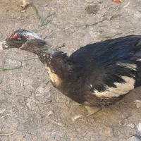 اردک اسراعیلی