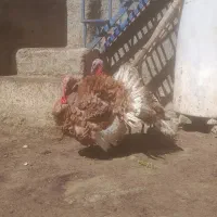 بوقلمون نر وماده