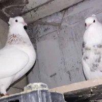 کفتر|پرنده|اندیمشک, |دیوار