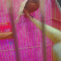 ماده دارچینی سرخ آماده