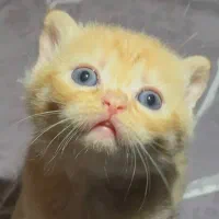 گربه بریتیش و اسکاتیش