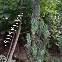 کاکتوس صخره ای