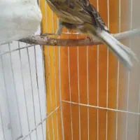 قناری ماده اماده