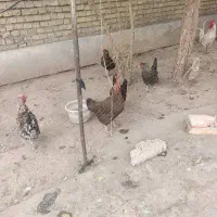 مرغ و خروس|حیوانات مزرعه|اهواز, شهرک رزمندگان|دیوار