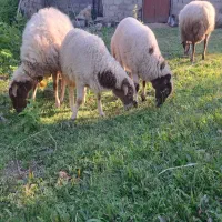 گوسفند بره