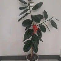 دوعددگل طبیعی به فروش میرود|گل و گیاه طبیعی|گلبهار, نوبهار|دیوار