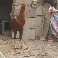 خروس لاری اصیل