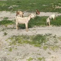 بز و کهره گمشده