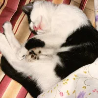 واگذاری میلو خانم|گربه|اردبیل, |دیوار