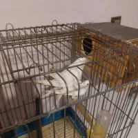 یک جفت عروس هلندی آلبینو|پرنده|فردیس, فردیس|دیوار