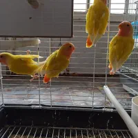 طوطی کوتوله برزیلی