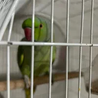 طوطی ملنگو|پرنده|آستارا, |دیوار