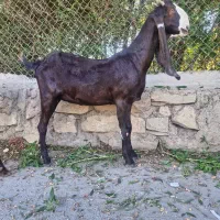 بزافغانی اصل دماغ طوطی زیرگلودارآبستن|حیوانات مزرعه|شوشتر, |دیوار