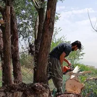 هرص وقطع درختان خطرناک..‌فروش درخت مثمرغیر بن بالا